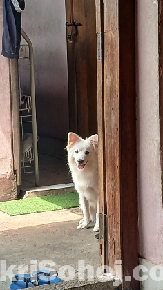 Germen spitz dog